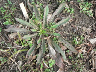 ＊タンポポ＊ページ 跡見群芳譜(野草譜 タンポポ)